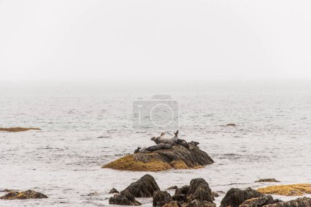 Photo for Exploring seals wildlife at the beach in the morning mist at Kejimkujik National Park Seaside, Nova Scotia, Canada. - Royalty Free Image