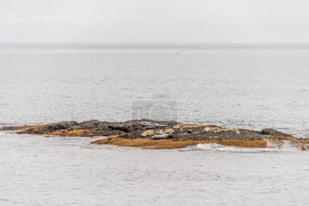 Foto de Explorando la vida silvestre de las focas en la playa en la niebla de la mañana en el Parque Nacional Kejimkujik Seaside, Nueva Escocia, Canadá. - Imagen libre de derechos