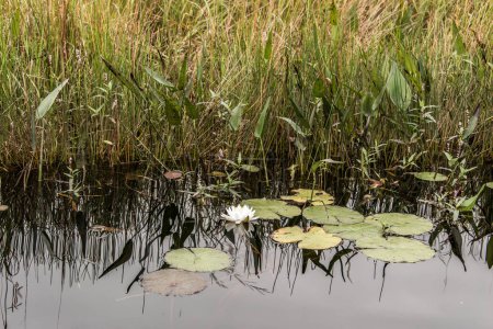 Téléchargez les photos : Nénuphar blanc unique flottant dans une petite section isolée du lac. - en image libre de droit