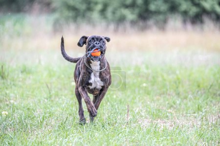 Téléchargez les photos : Boxer chien fonctionne sur gazon vert été pelouse parc en plein air marche drôle mignonne courte chevelure boxer chien race. - en image libre de droit