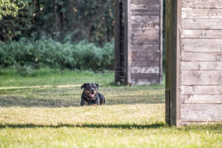 Téléchargez les photos : Jeune chien rottweiler noir dressage pour la protection du sport et de la police. - en image libre de droit