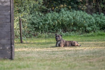 Foto de Pit Bull perro yace en la hierba. Perro de compañía, perro guardián. Caminando bravucón americano. - Imagen libre de derechos