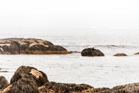 Téléchargez les photos : Exploration de la faune des phoques à la plage dans la brume matinale au parc national Kejimkujik Seaside, Nouvelle-Écosse, Canada. - en image libre de droit