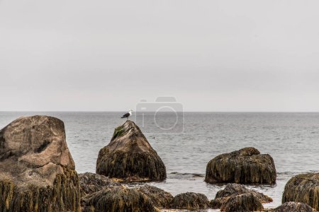 Téléchargez les photos : Exploration de la faune aviaire à la plage dans la brume matinale au parc national Kejimkujik Seaside, Nouvelle-Écosse, Canada. - en image libre de droit