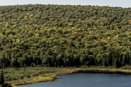 Téléchargez les photos : Vue sur la forêt près du lac dans le parc national de la Mauricie Québec, Canada par une belle journée. - en image libre de droit