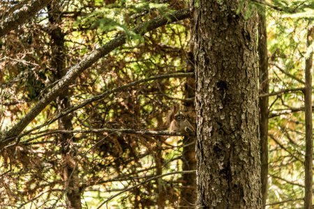 Téléchargez les photos : Écureuil roux d'Amérique Tamiasciurus hudsonicus écureuil de pin ou de poulet charognards sur un sentier à travers la Mauricie Québec. - en image libre de droit