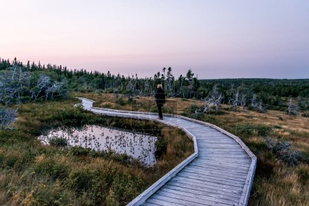 Téléchargez les photos : Randonnée pédestre en plein air sentier en bois mooreland Île du Cap-Breton Côte Nouvelle-Écosse Highlands Canada. - en image libre de droit