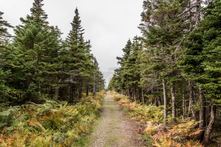 Foto de Sendero escénico de montaña después de la lluvia Green forest hill Cape Breton Highlands National Park Nova Scotia Canada. - Imagen libre de derechos