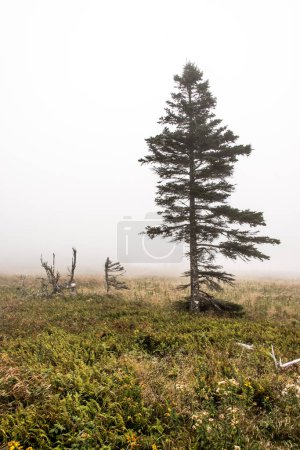 Photo for Mountain scenic trail after rain Green forest hill covered by fog Cape Breton Highlands National Park Nova Scotia Canada. - Royalty Free Image