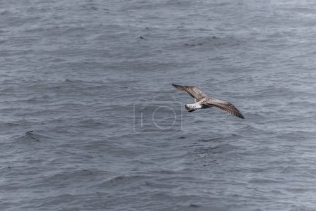 Foto de Águila calva volando sobre el agua al ver Cape Breton Island National Park Cabot Trail Nova Scotia Highlands Canadá. - Imagen libre de derechos