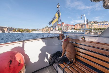 Téléchargez les photos : Boxer Chien allemand en bateau d'excursion avec le drapeau de la Suède sur la belle tournée à Stockholm Suède. - en image libre de droit