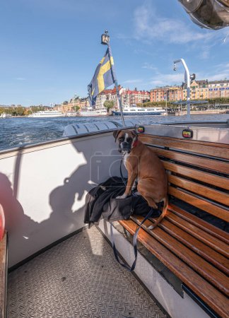 Foto de Perro boxeador alemán en barco de excursión con la bandera de Suecia en la hermosa gira en Estocolmo Suecia. - Imagen libre de derechos