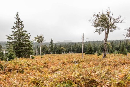 Téléchargez les photos : Sentier pittoresque de montagne après la pluie Colline de forêt verte Parc national des Hautes-Terres-du-Cap-Breton Nouvelle-Écosse Canada. - en image libre de droit