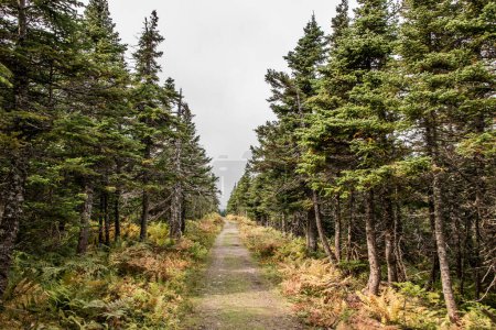 Foto de Sendero escénico de montaña después de la lluvia Green forest hill Cape Breton Highlands National Park Nova Scotia Canada. - Imagen libre de derechos