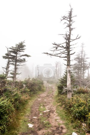 Foto de Montaña sendero escénico después de la lluvia Green forest hill covered by fog Cape Breton Highlands National Park Nova Scotia Canada. - Imagen libre de derechos