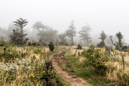 Téléchargez les photos : Randonnée pédestre en montagne Sentier pittoresque après la pluie Colline forestière verte couverte de brouillard Parc national des Hautes-Terres-du-Cap-Breton Nouvelle-Écosse Canada. - en image libre de droit