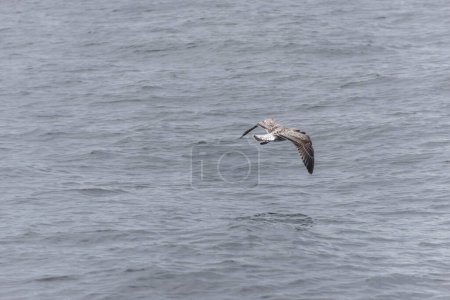 Foto de Águila calva volando sobre el agua al ver Cape Breton Island National Park Cabot Trail Nova Scotia Highlands Canadá. - Imagen libre de derechos