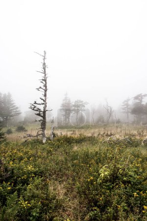 Foto de Montaña sendero escénico después de la lluvia Green forest hill covered by fog Cape Breton Highlands National Park Nova Scotia Canada. - Imagen libre de derechos