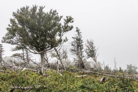 Téléchargez les photos : Sentier pittoresque de montagne après la pluie Colline forestière verte couverte de brouillard Parc national des Hautes-Terres-du-Cap-Breton Nouvelle-Écosse Canada. - en image libre de droit