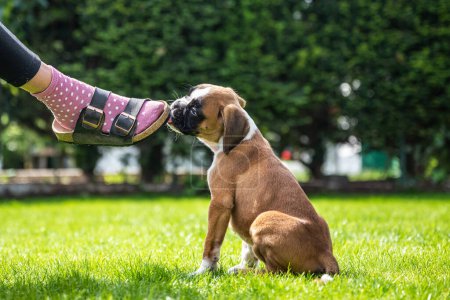 Foto de 8 semanas joven pura raza de oro cachorro alemán boxeador perro masticar sandalia. - Imagen libre de derechos