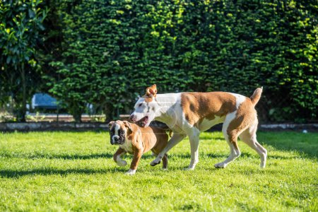 Téléchargez les photos : German Boxer dog and a mix dog playing together on the green grass in the garden. - en image libre de droit