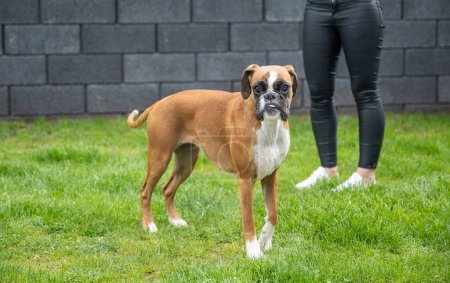 Foto de 8 meses joven pura raza de oro alemán boxeador perro cachorro saltar captura jabón burbujas. - Imagen libre de derechos