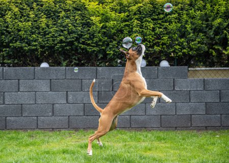 Foto de 8 meses joven pura raza de oro alemán boxeador perro cachorro saltar captura jabón burbujas. - Imagen libre de derechos