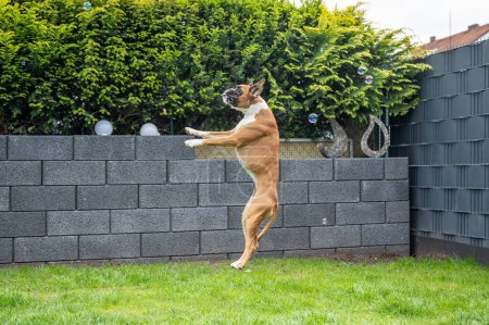 Téléchargez les photos : 8 mois jeune chiot de boxer allemand doré chiot sautant attraper des bulles de savon. - en image libre de droit