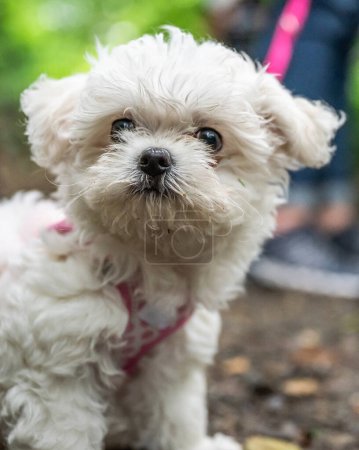 Photo for Little sweet white Maltipoo puppy baby is walking in nature. - Royalty Free Image