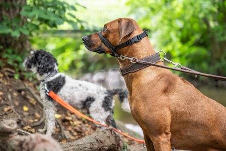 Téléchargez les photos : Beau chien chien rhodésien dos de cheval portrait en plein air sur fond de forêt. - en image libre de droit