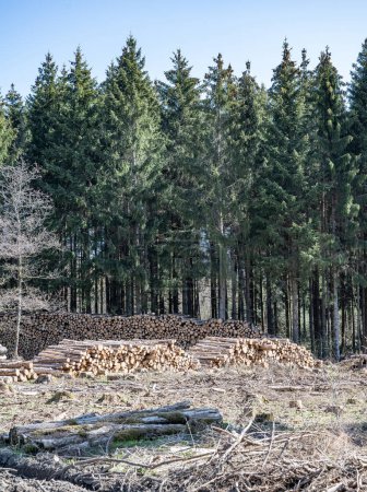 Photo for Chopped Woodland dead forest pinetree plantation Germany replanted deciduous trees protected. - Royalty Free Image