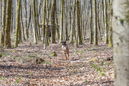 Foto de 8 meses joven pura raza de oro perro boxeador alemán cachorro corriendo y saltando en el bosque. - Imagen libre de derechos