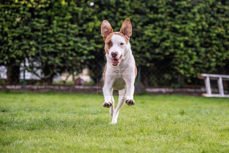 Téléchargez les photos : Joyeux chien mixte brun blanc jouant sur la prairie de gras verts dans le jardin. - en image libre de droit