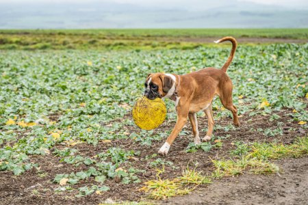 Foto de Divertido cara 9 meses de edad pura raza de oro cachorro alemán boxeador perro primer plano jugando con frisbee. - Imagen libre de derechos