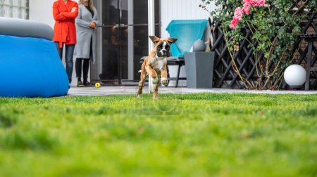 Foto de 8 semanas joven pura raza de oro perro boxeador alemán cachorro corriendo y saltando. - Imagen libre de derechos