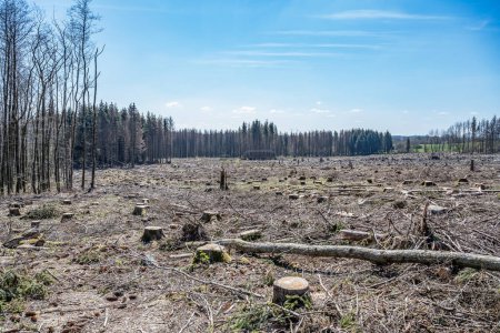 Foto de Chopped Woodland dead forest pinetree plantation Alemania replantó árboles caducifolios protegidos. - Imagen libre de derechos