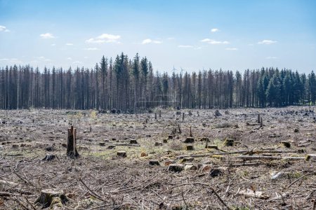 Téléchargez les photos : Haché forêt morte pinetree plantation Allemagne replanté feuillus protégés. - en image libre de droit