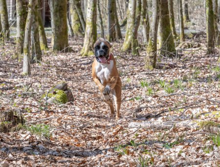 Photo for 8 months young purebred golden german boxer dog puppy running and junping in the forest. - Royalty Free Image