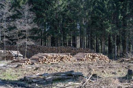 Téléchargez les photos : Haché forêt morte pinetree plantation Allemagne replanté feuillus protégés. - en image libre de droit