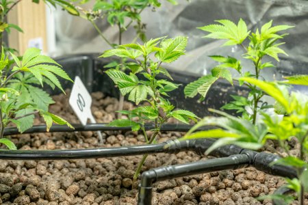 Téléchargez les photos : Cannabis médical Sativa plantes poussant sous la lumière à l'intérieur. Fermer Système de laboratoire lumière légale médicaments médicament concept objectif sélectif - en image libre de droit