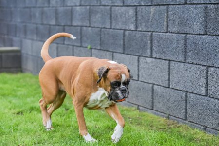 Foto de 3 años de edad pura raza de oro alemán boxeador perro cachorro saltar jugando con una pelota. - Imagen libre de derechos