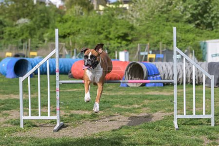 Foto de German Boxer Perro de pura raza en el campo de agilidad para perros, entrenando y compitiendo, saltando sobre obstáculos, cruzando la rampa de equilibrio, pasando por el túnel, corriendo slalom - Imagen libre de derechos