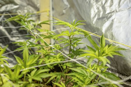 Photo for SoG Sea of Green net hemp cultivation technique. Growing pot in growtent indoors Vegetative stage of growth. Medical marijuana - Royalty Free Image