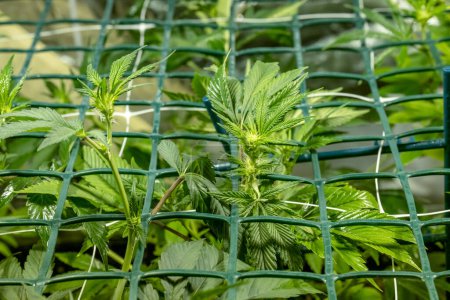 SoG Sea of Green net Hanf Anbautechnik. Pflanztopf in growzelt drinnen Vegetative Wachstumsphase. Medizinisches Marihuana