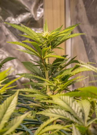 Photo for Female blossom marijuana SoG Sea of Green net hemp cultivation technique Growing pot in growtent indoor bloom stage growth Medical. - Royalty Free Image