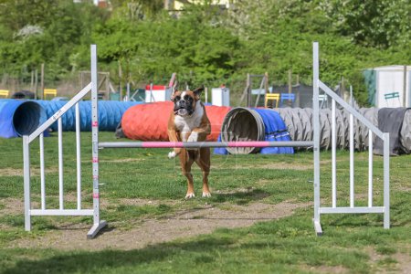 Foto de German Boxer Perro de pura raza en el campo de agilidad para perros, entrenando y compitiendo, saltando sobre obstáculos, cruzando la rampa de equilibrio, pasando por el túnel, corriendo slalom - Imagen libre de derechos