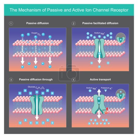 Illustration for The Mechanism of Passive and Active Ion Channel Receptor. Explain mechanisms of passive and active transports ion protein across cell membranes in body - Royalty Free Image