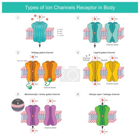 Illustration for Types of Ion Channels Receptor In Body. Membrane proteins with transport of specific ions in or out of the cell of body - Royalty Free Image