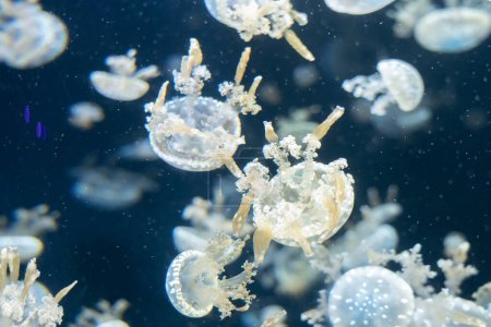 Téléchargez les photos : Variété de méduses dans un aquarium. - en image libre de droit
