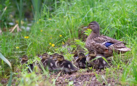 Photo for A mallard female with little ducklings in wildlife on a river on a sunny day. Breeding season for wild ducks. Mallard with brood in colorful spring place. Little ducklings with mother duck - Royalty Free Image